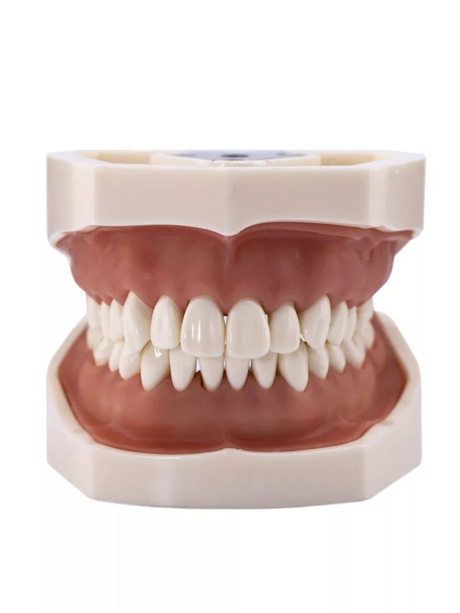 Комплект зубов для фантомной взрослой модели для препарироания, Revyline